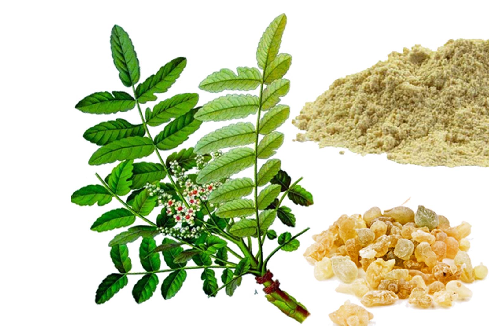 Boswellia serrata bu